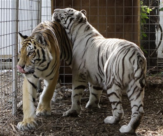 "Noah", left, and "Layla" prowl their enclosure at Stump Hill Farm in Massillon, Ohio, on Aug. 25. A fatal bear attack in Ohio last week has intensified a battle over a looming ban on owning dangerous wild pets that pits anti-cruelty activists against animal owners, both saying they have the beasts' best interests at heart.